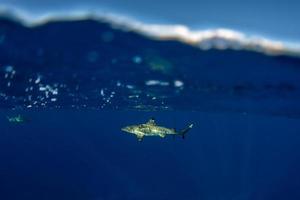 bucear con tiburones en el océano azul de polinesia foto