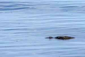 caretta turtle near sea surface for breathing photo