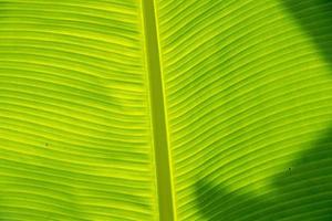 Banana leaf close up detail macro view photo