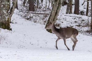 red deer on snow background photo