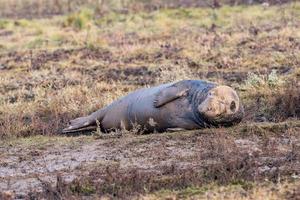 vaca foca gris mientras te mira foto