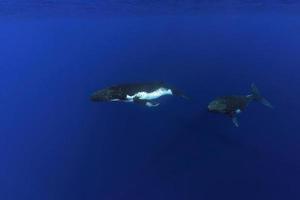 ballena jorobada bajo el agua en la polinesia francesa moorea foto