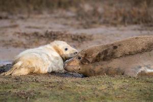 grey seal puppy and mother cow while looking at you photo