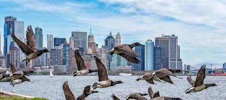 goose flying over manhattan new york city landscape background photo