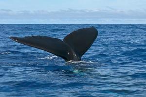 Humpback whale tail going down in blue polynesian sea photo