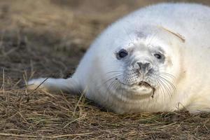 grey seal puppy while relaxing on the beach in Great Britain photo