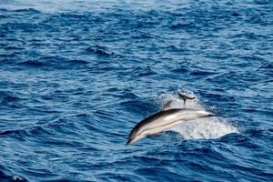 mueve el efecto sobre los delfines mientras saltas en el mar azul profundo