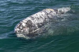 baby grey whale nose at sunset in pacific ocean photo