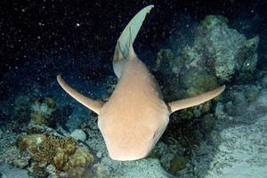 Nurse Shark close up on black at night photo