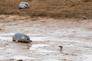 grey seal puppy while looking at you photo