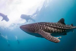 Whale Shark coming to you underwater photo