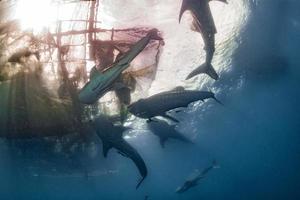 Whale Shark coming to you underwater photo