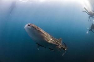 tiburón ballena viniendo hacia ti bajo el agua foto