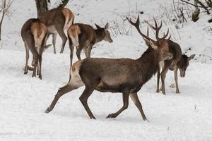 red deer on snow background photo