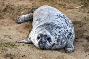 grey seal puppy while relaxing on the beach in Great Britain photo