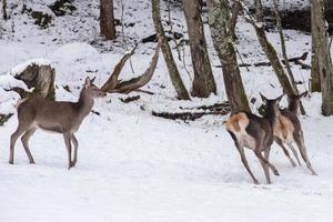 red deer on snow background photo