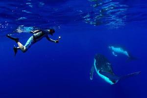 buceo con ballena jorobada bajo el agua en moorea, polinesia francesa foto