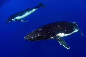 ballena jorobada bajo el agua en moorea, polinesia francesa foto