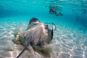 buzo y sting ray en la polinesia francesa foto