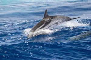 delfín rayado mientras salta en el mar azul profundo foto