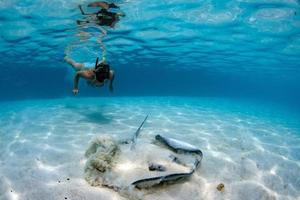 buzo y sting ray en la polinesia francesa foto