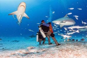 bull shark while ready to attack while feeding photo