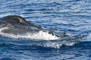 Humpback whale looking at you in deep blue polynesian ocean photo