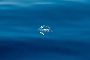 medusas velella en la parte posterior del mar azul profundo foto