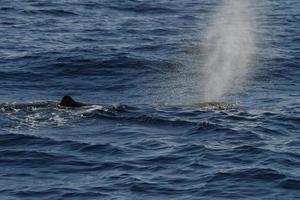 Sperm Whale while blowing at sunset photo