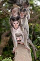 baby newborn Indonesia macaque monkey ape close up portrait photo