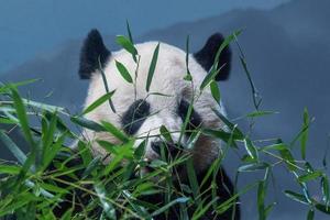 giant panda while eating bamboo photo