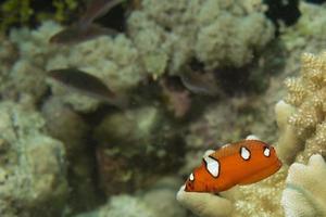 Coris rainbow wrasses fish portrait photo