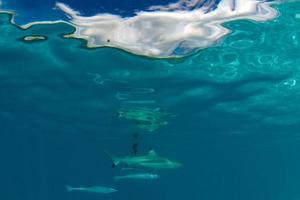 bucear con tiburones en el océano azul de polinesia foto