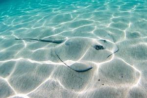 Sting Ray escondido en la arena en la polinesia francesa foto