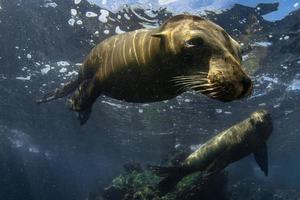 foca de león marino bajo el agua mientras bucea en galápagos foto