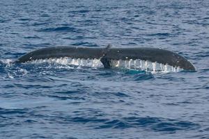 Humpback whale tail going down in blue polynesian sea photo