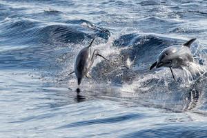 common dolphin jumping outside the ocean photo