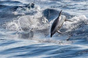 delfín común saltando fuera del océano foto