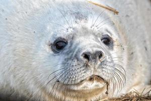 cachorro de foca gris mientras te mira foto