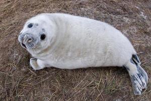cachorro de foca gris mientras se relaja en la playa en gran bretaña foto