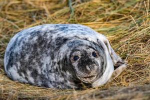 grey seal puppy while relaxing on the beach in Great Britain photo