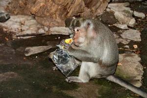 Indonesia macaque monkey ape inside a temple portrait eating from plastic bag photo