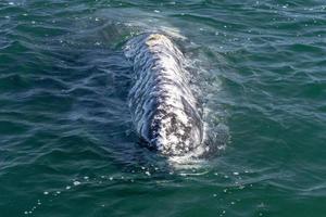 nariz de ballena gris bebé al atardecer en el océano pacífico foto