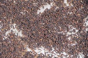 cloves scattered to dry to sun rays in Indonesia photo