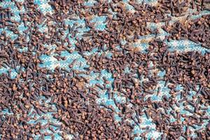 cloves scattered to dry to sun rays in Indonesia photo