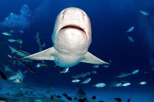 bull shark while ready to attack while feeding photo