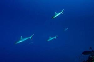 Grey shark ready to attack underwater photo