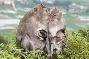 Indonesia macaque monkey ape close up portrait photo