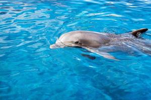 dolphin smiling eye close up portrait detail photo