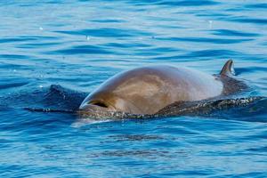 Rare Goose Beaked whale dolphin Ziphius cavirostris photo